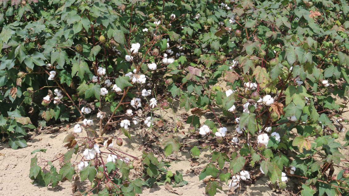 Clemson researchers are studying how the regulation of certain genes can transform cotton from a perennial plant to an annual plant.